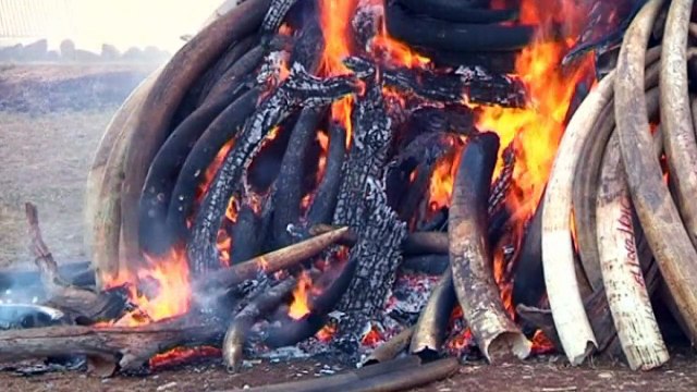 15 tonnes of Kenyan ivory burnt by President Uhuru Kenyatta