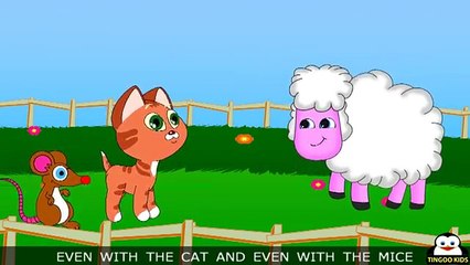 Nursery Rhymes   Kids, Learn About Sheep - Friendly With Cats   With Lyrics By TingooKids