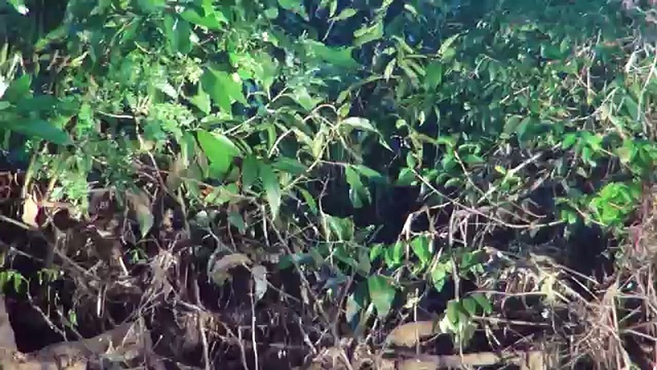 Jaguars and Giant Otters