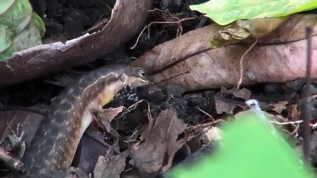 Komodo Island ground lizard eats spider