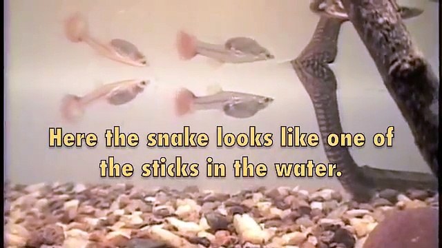 Lingual-luring of a Florida water snake