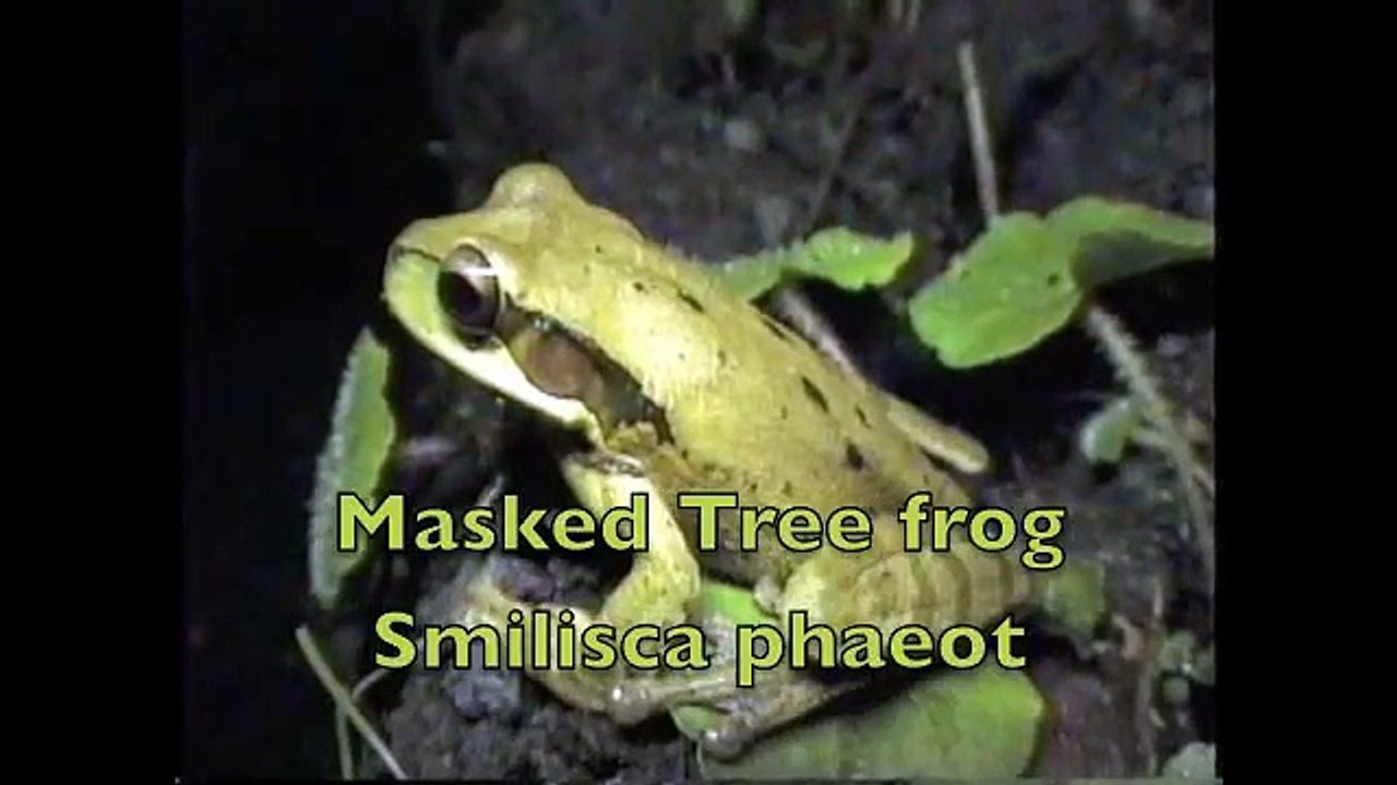 Masked Treefrog