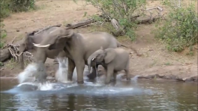 Crocodile Attacks Elephant Trunk !!! - Крокодил напал на Хобот Слона ! Жесть !
