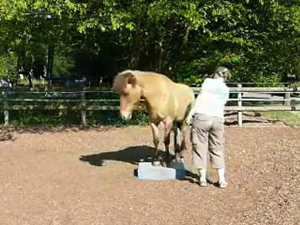 Clickertraining mit Hylling 61