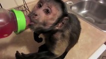 Monkey Brain Freeze, monkey playing, monkey viral,