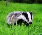 BBC Radio Gloucestershire_ Steve Kitchen 3Mar15 Dominic Dyer on his meeting with Liz Truss discussing the badger cull