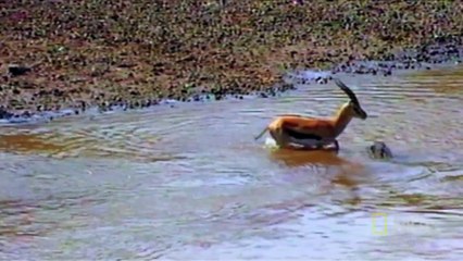 World's Deadliest - Croc Attack!