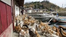 This Island In Japan Has Been Taken Over By Cats