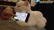 Telefon Aparatı Olarak Kedi Kullanmak