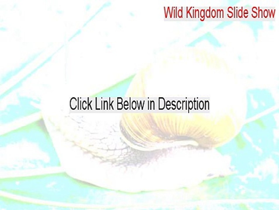Wild Kingdom Slide Show Keygen [Free Download]
