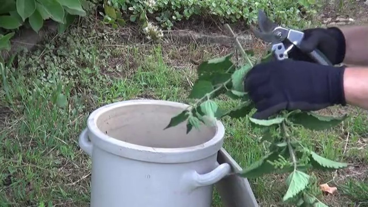 Gartenzeit TV - Gründüngung leicht gemacht!