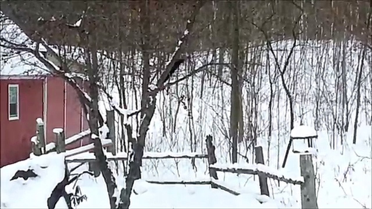 Un écureuil ivre dans la neige après avoir mangé des pommes fermentées