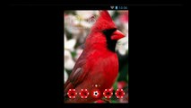 Northern Cardinal Theme With Custom Icon pack For Android Homescreen