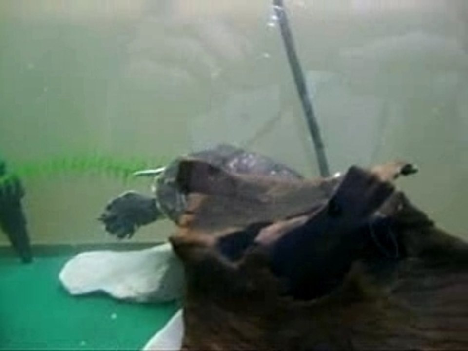 Dordokak arraiak Jaten 2