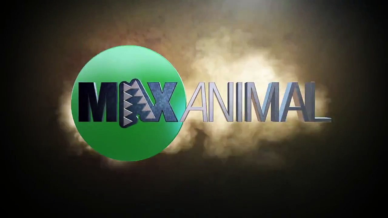 Grizzly seul contre 4 loups !