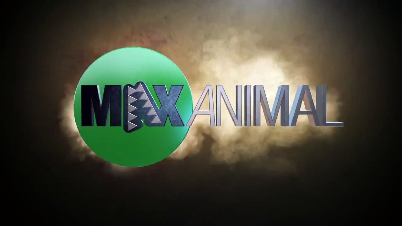 Quand un orque lance une attaque éclaire et surprise sur le bord de plage