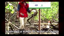 Help Costa Rican locals care for 10.000 mangroves
