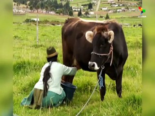 ECUADOR: Foot and Mouth Disease Eradicated