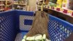 Capybara Rides in the Shopping Cart at the Pet Store