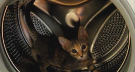 Cat Goes Running in a Washing Machine