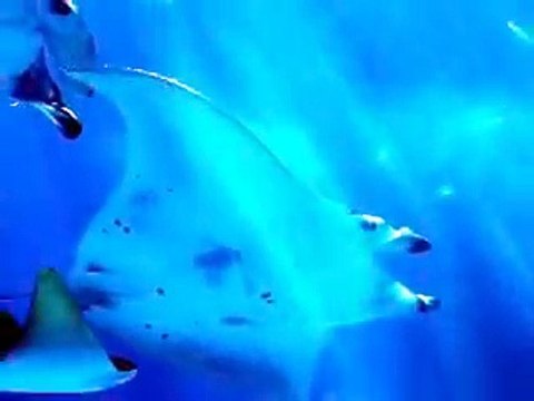 the giant rays and whale shark part2 (video fish water marine deep sea pet beach)