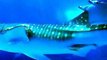 The giant whale shark (video fish water marine deep sea pet beach)