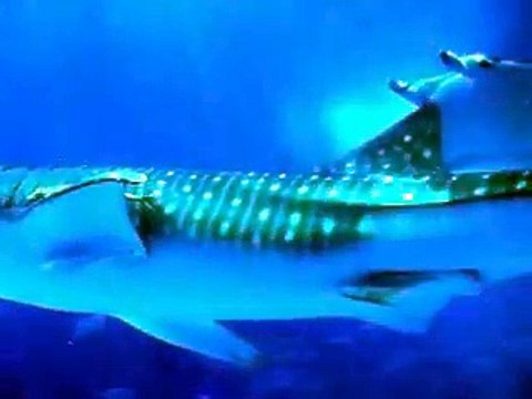 The giant whale shark (video fish water marine deep sea pet beach)