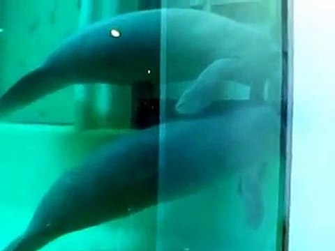 The manatee's couple (video Mermaid fish water marine deep sea pet beach)