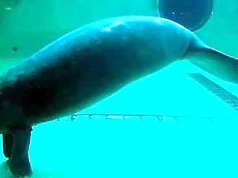 The manatee's walking (video Mermaid fish water marine deep sea pet beach)