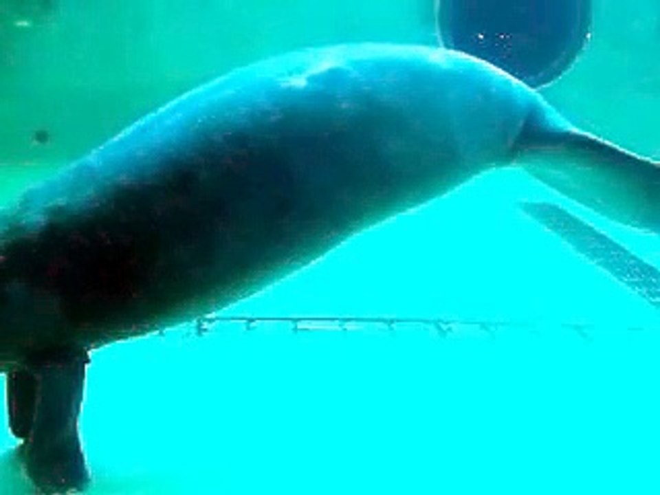 The manatee's walking (video  Mermaid fish water marine deep sea pet beach)