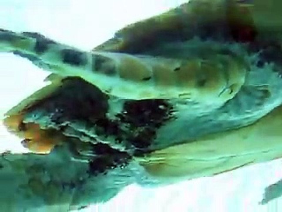 The mysterious of giant turtles (video fish water marine deep sea pet beach)