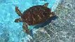 The sea turtles swiming (video fish water marine deep sea pet beach)