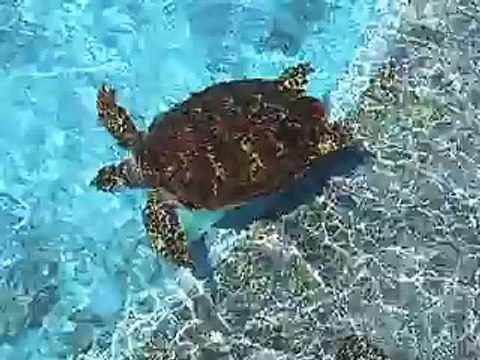 The sea turtles swiming (video fish water marine deep sea pet beach)