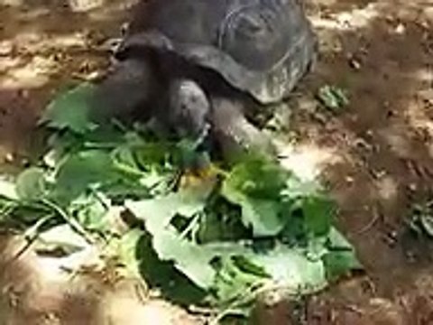 feeding to the giant turtle part2 (Video pet animals zoo safari amazon africa)