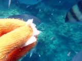 feeding to the tropical fishes by underwater camera (video  marine deep sea pet beach)