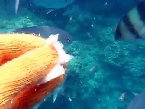 feeding to the tropical fishes by underwater camera (video marine deep sea pet beach)