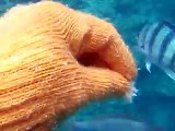 feeding to the tropical fishes by underwater camera 2(video marine deep sea pet beach)