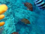 many tropical fishes by underwater camera (video  marine deep sea pet beach)