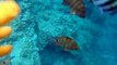 many tropical fishes by underwater camera (video  marine deep sea pet beach)