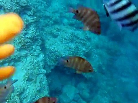 many tropical fishes by underwater camera (video marine deep sea pet beach)