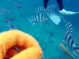 many tropical fishes by underwater camera (video marine deep sea pet beach)