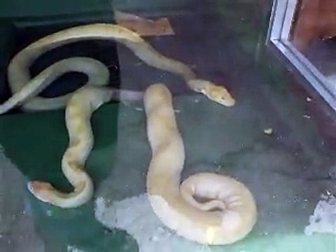 The giant poison snake (video Mermaid fish water marine deep sea pet beach)