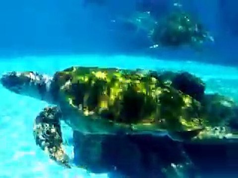 The mysterious of ocean turtles (video fish water marine deep sea pet beach)