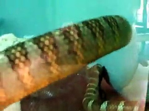 The poison sea snakes (video Mermaid fish water marine deep sea pet beach)