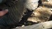 feeding to the giant turtle (Video pet animals zoo safari amazon africa)