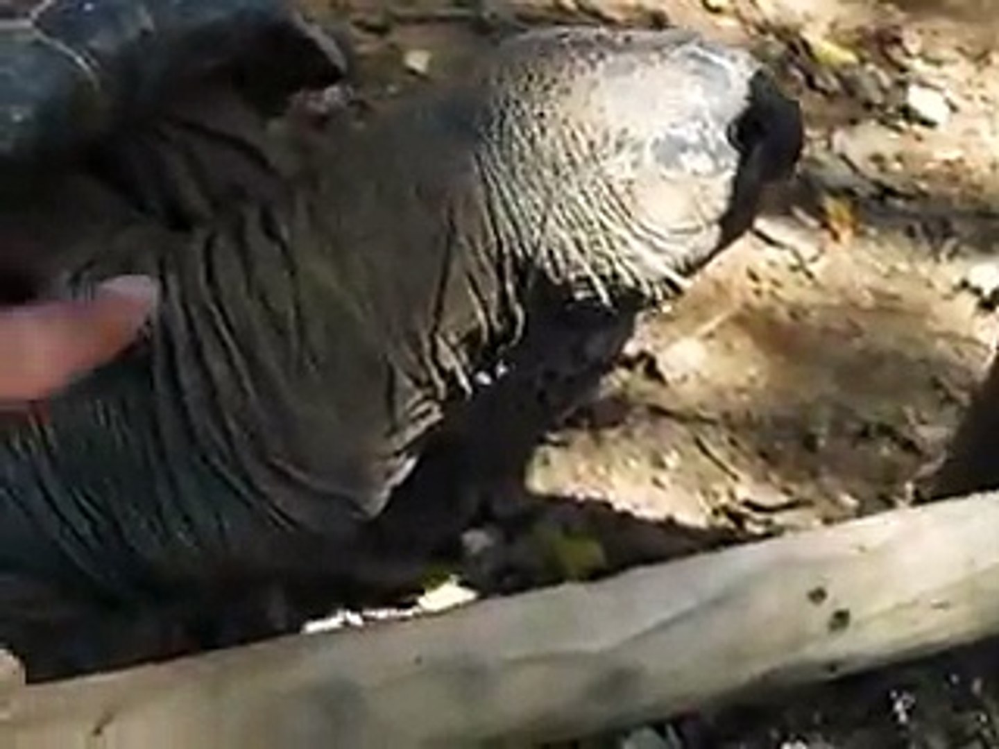 feeding to the giant turtle (Video pet animals zoo safari amazon africa)