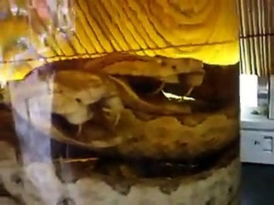 noticeThe poison snake alcoholic drinks (Video sake cooking pet animals zoo safari amazon africa)