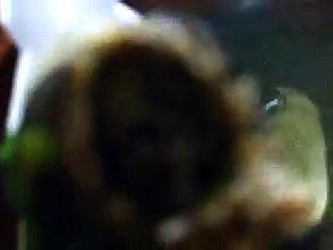 The posion sea snake's soup (video cooking fish water marine deep sea pet beach)