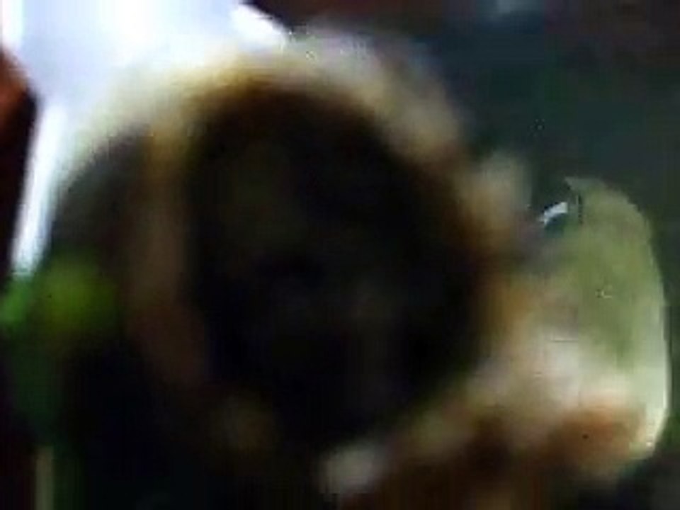 The posion sea snake's soup (video cooking fish water marine deep sea pet beach)