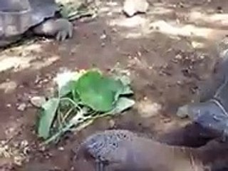 touching the giant turtle (Video pet animals zoo safari amazon africa)